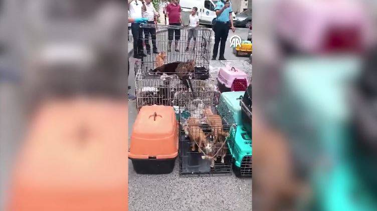 Dükkanda 85 kediyi alıkoydu rekor ceza yedi 15